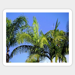 Palm Tree Abstract Sticker